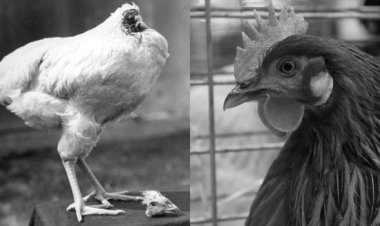 கோழி கறில  இத்தன வகை இருக்குனு அந்த கோழிக்கே தெரியாது....