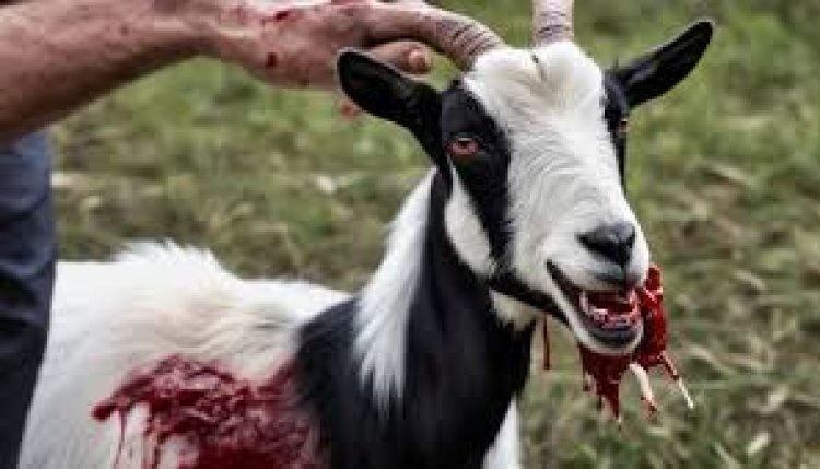 பிரபல ஆடு திருடர்கள் கைது | GOAT | THEFT | ARRESTED