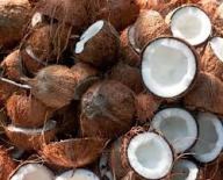 குறையாத தேங்காய் விலை... இல்லத்தரசிகள் கவலை